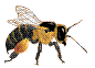 abeilles-58