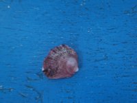 DSCF4154.jpg