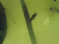 DSCF4158.jpg