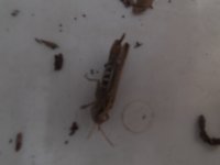 DSCF4162.jpg