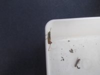 DSCF4173.jpg