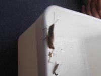 DSCF4171.jpg