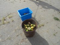 Klik om te vergroten DSC08387.jpg