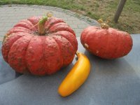 DSC09055.jpg