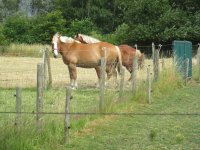 IMG_7146.jpg