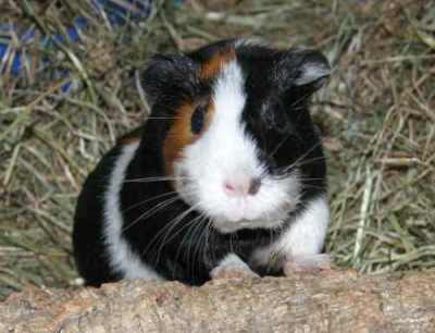 cavia