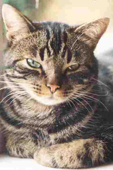 poes