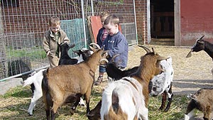 geitjes