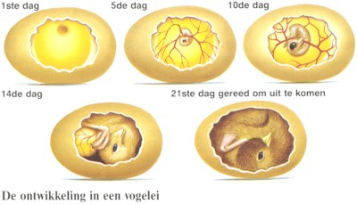 Eindeloos zwart Betreffende Het Reuzenhuis | Alles over ...