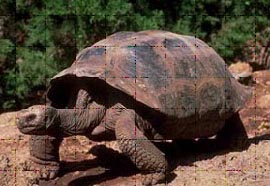 Schildpad01