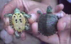 Schildpad03