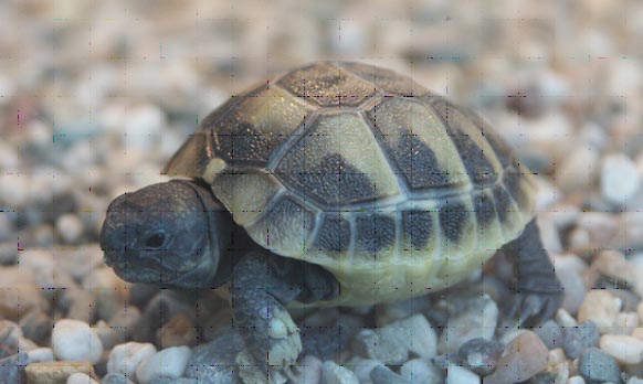 Schildpad04