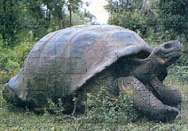 Schildpad05