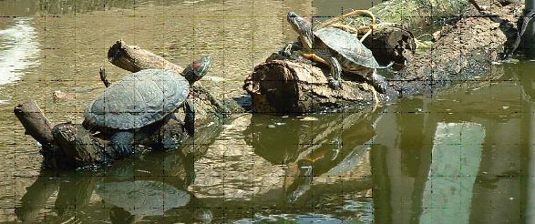 Schildpad06