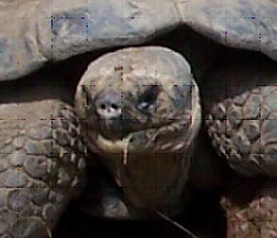 Schildpad07