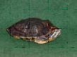 Schildpad08