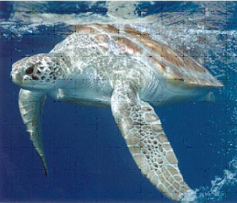 Schildpad09