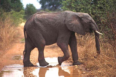 AfrikaanseOlifant