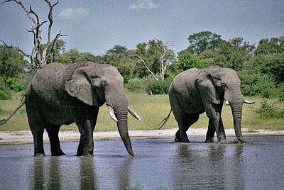 AfrikaanseOlifant02