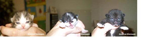 Poes01