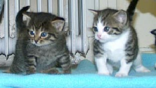 Poes02