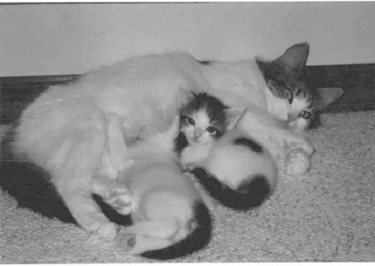 Poes03