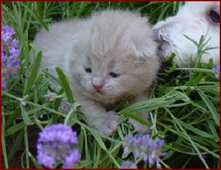 Poes05