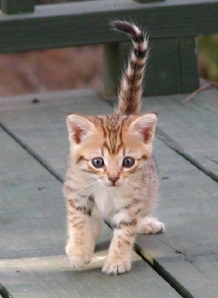 Poes07