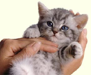 Poes08