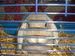 Stampertje